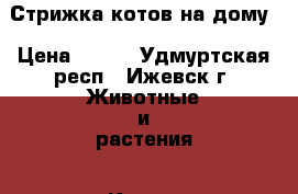 Стрижка котов на дому › Цена ­ 600 - Удмуртская респ., Ижевск г. Животные и растения » Кошки   